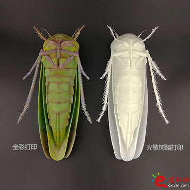 3D打印生物標(biāo)本